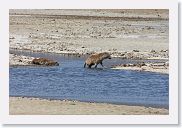 07IntoNgorongoro - 066 * Hyaena.